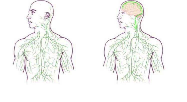 uva-brain-immune-system-vessels